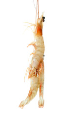 shrimps