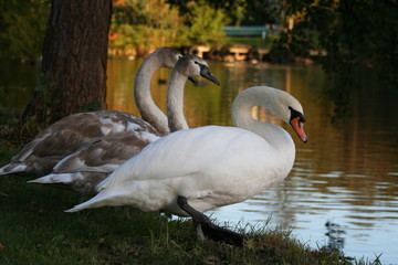 schwanenfamilie