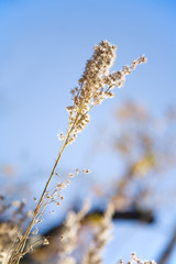 backlit plant 1