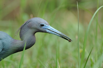 little blue heron (egretta caerulea)
