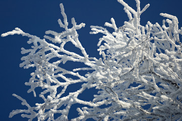 winter branches with snow #3
