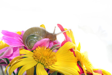 escargot fleuris