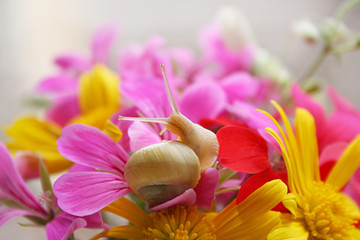 escargot en bouquet