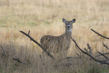 an alert deer.