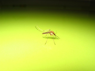 mosquito 4712