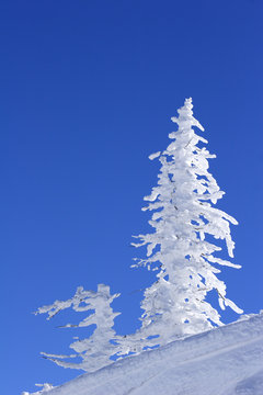 ice covered tree on mountain