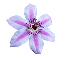 waldrebe , lat. clematis