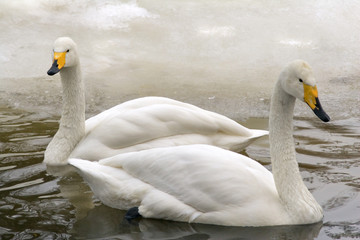 winter swans
