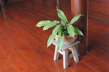 indoor plant