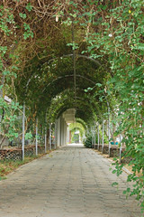 pergola walkway