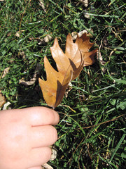 leaf