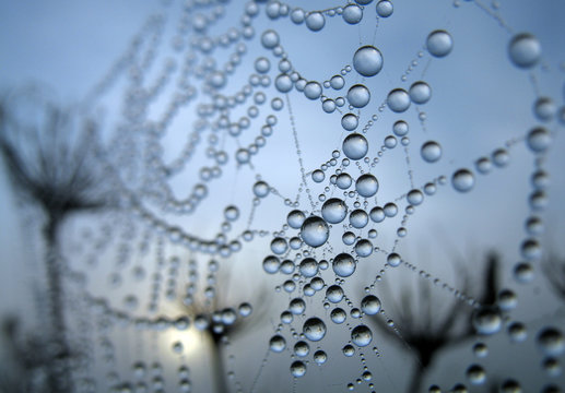 cobweb