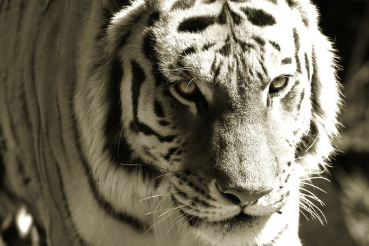 eye of the tiger