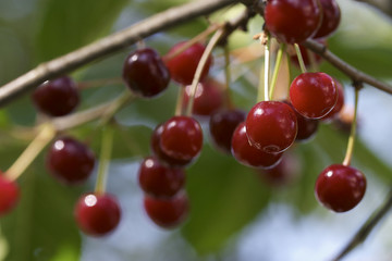 cherry