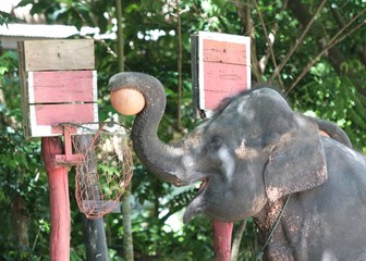 elefantendunking