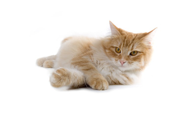 cat