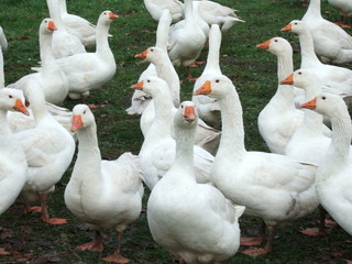 gänse © Bernd Heinze