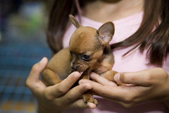 chihuahua