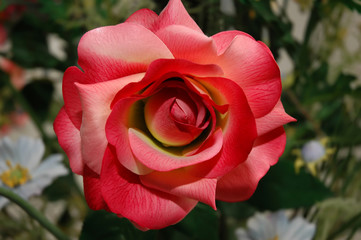 rose
