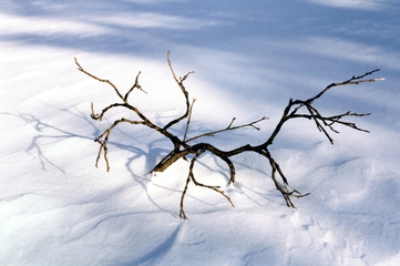 winter twig in snow