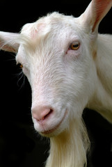 goat