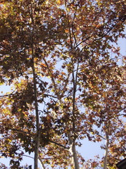 autumn trees with leaves under blue sky
