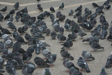 pigeon gathering