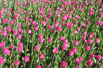 tulips field
