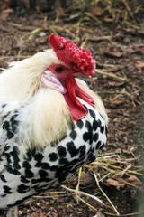 ruler of the roost