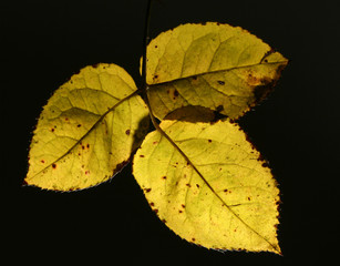 three leaf