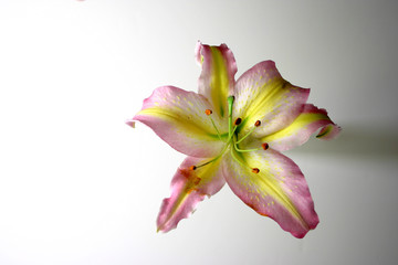 Fototapeta na wymiar oiental lilia