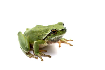 frog on a white background