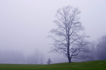 Obraz na płótnie Canvas drzewo w mgle