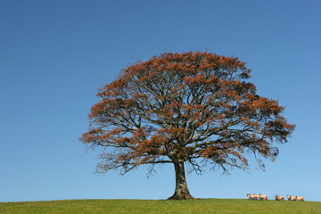 autumnal oak