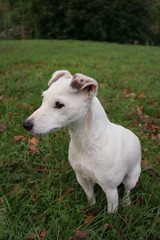 Obraz premium jack russell