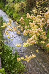 elm in flower