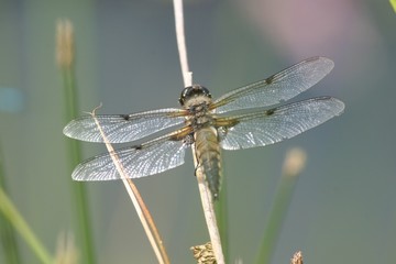 dragon fly