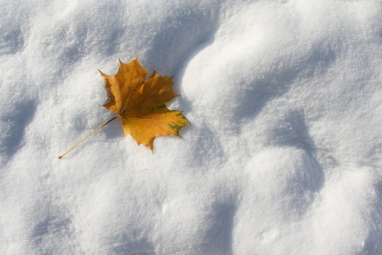 autumn leaf on the first snow