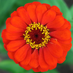 red zinnia flower