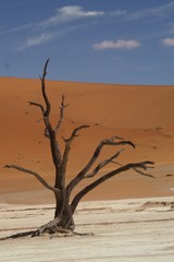 Fototapeta na wymiar dead acacia tree