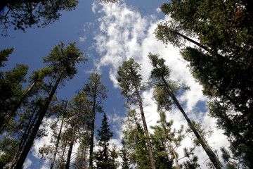 Obraz premium canadian forest