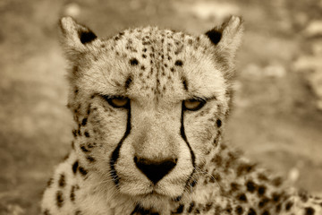 cheetah