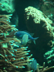 grüner schwalbenschwanz