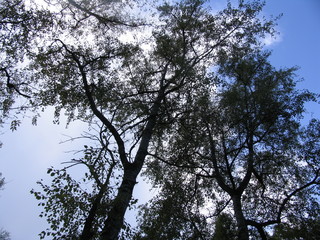 tree