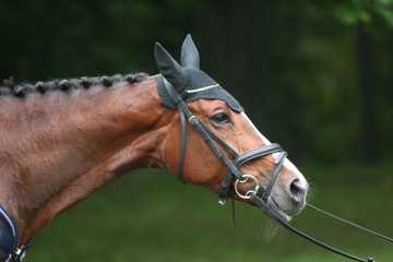 Fototapeta premium horse