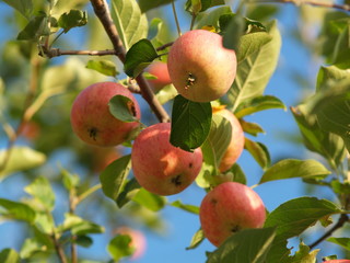 muskoka apples
