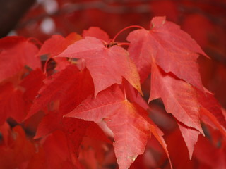 red mapple leaf