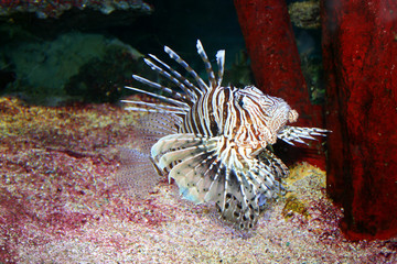 drafgon-fish, pterois volitans