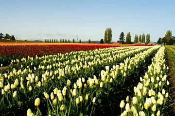 Acrylic prints Tulip tulip field