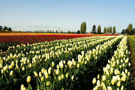 tulip field